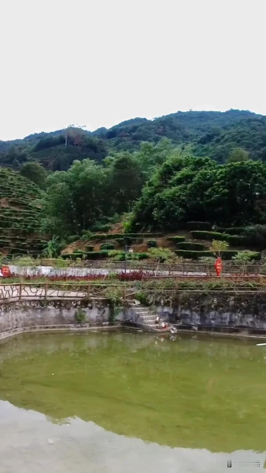 揭西美丽的小山村，周围都是茶园，一年四季空气清晰，生态环境优美，如果来这里生活可