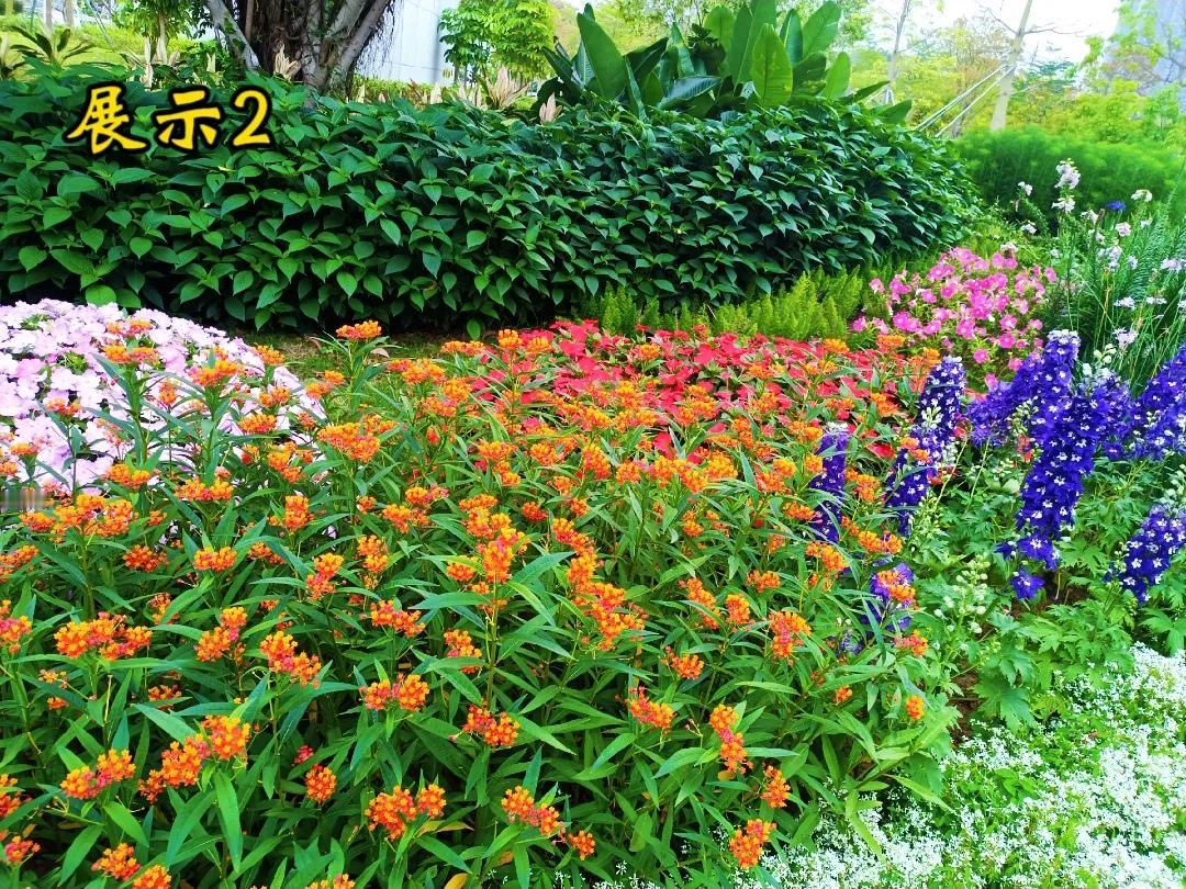 每日一花，之二，有知道这是什么花吗？识花小技巧 蝶花知语 花知介绍 识花日常 友