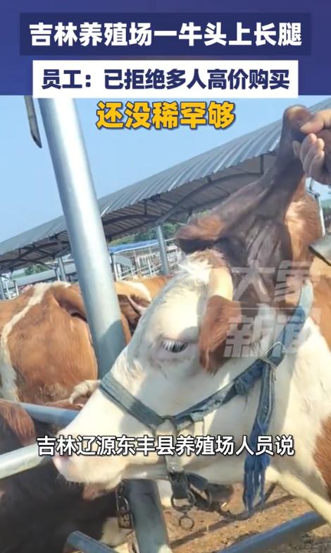 吉林省辽源市东丰县一家养殖场

一头4 岁成年母牛头上长腿

头顶耳朵旁天生长出