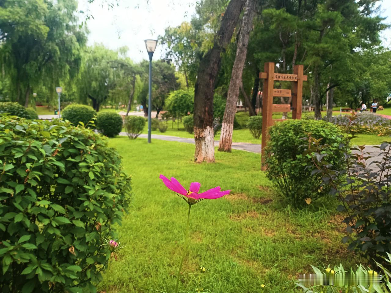 懒懒的孙女
孙女来了，先看她的新玩具，我在网上买的，会和我玩一会，然后就开始琢磨