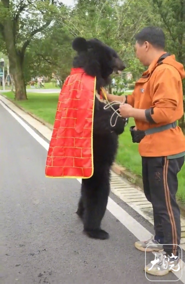 #直立行走黑熊搬进180平单间#【#动物园回应网红黑熊像人行走#：没有特地教，很