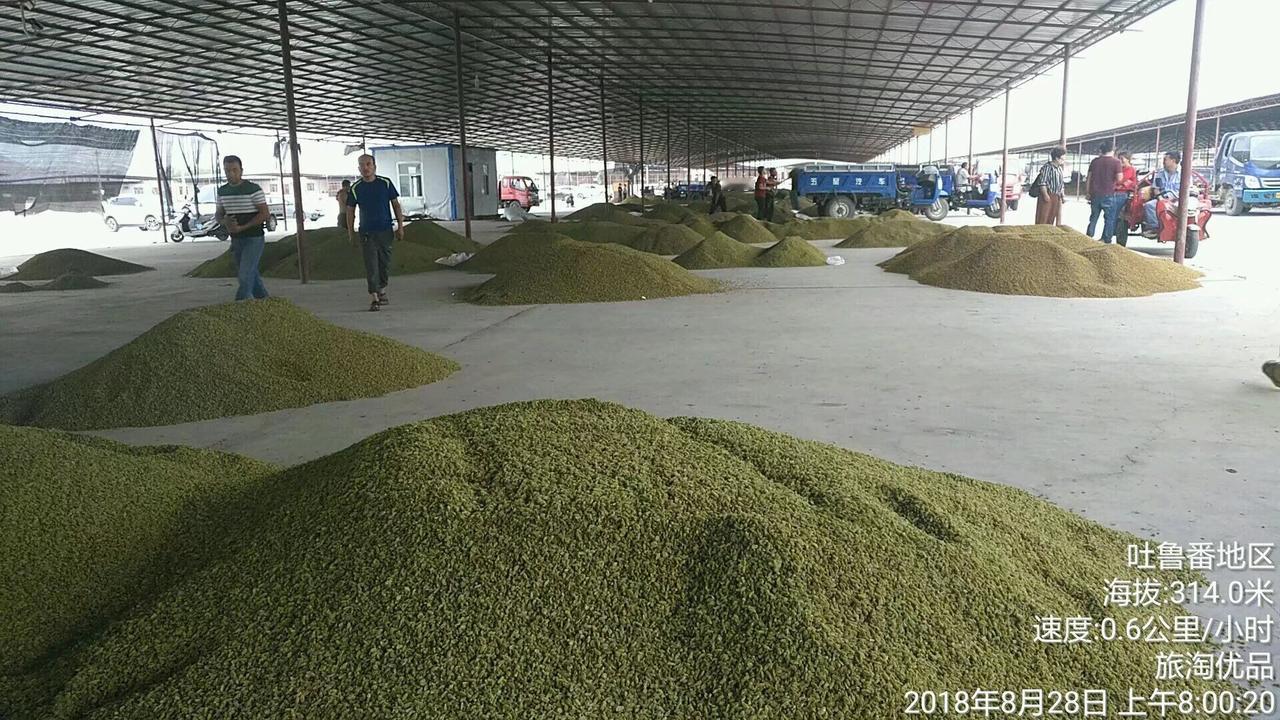 吐鲁番的葡萄熟了，早就想去看看，路过几次，那都是火车，没有用脚踏在吐鲁番的土地上