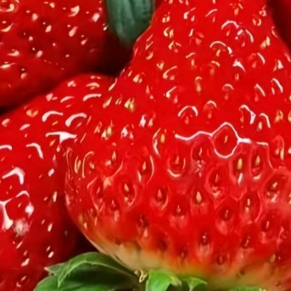 草莓种植种植  1. 栽种时间大部分地区最佳种植时间：10–12月新手推荐品种：