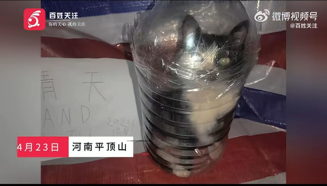 河南平顶山，37岁的马某，自2022年起以领养之名，将一只只猫带回家，却将它们推