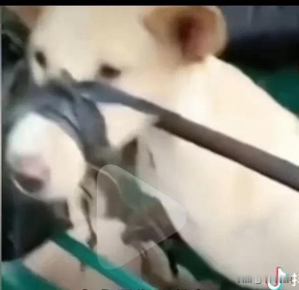 狗贩子收来一三轮车的狗狗，全部反绑着双腿和塑料胶布封住嘴巴，象垒放柒火一样一层放
