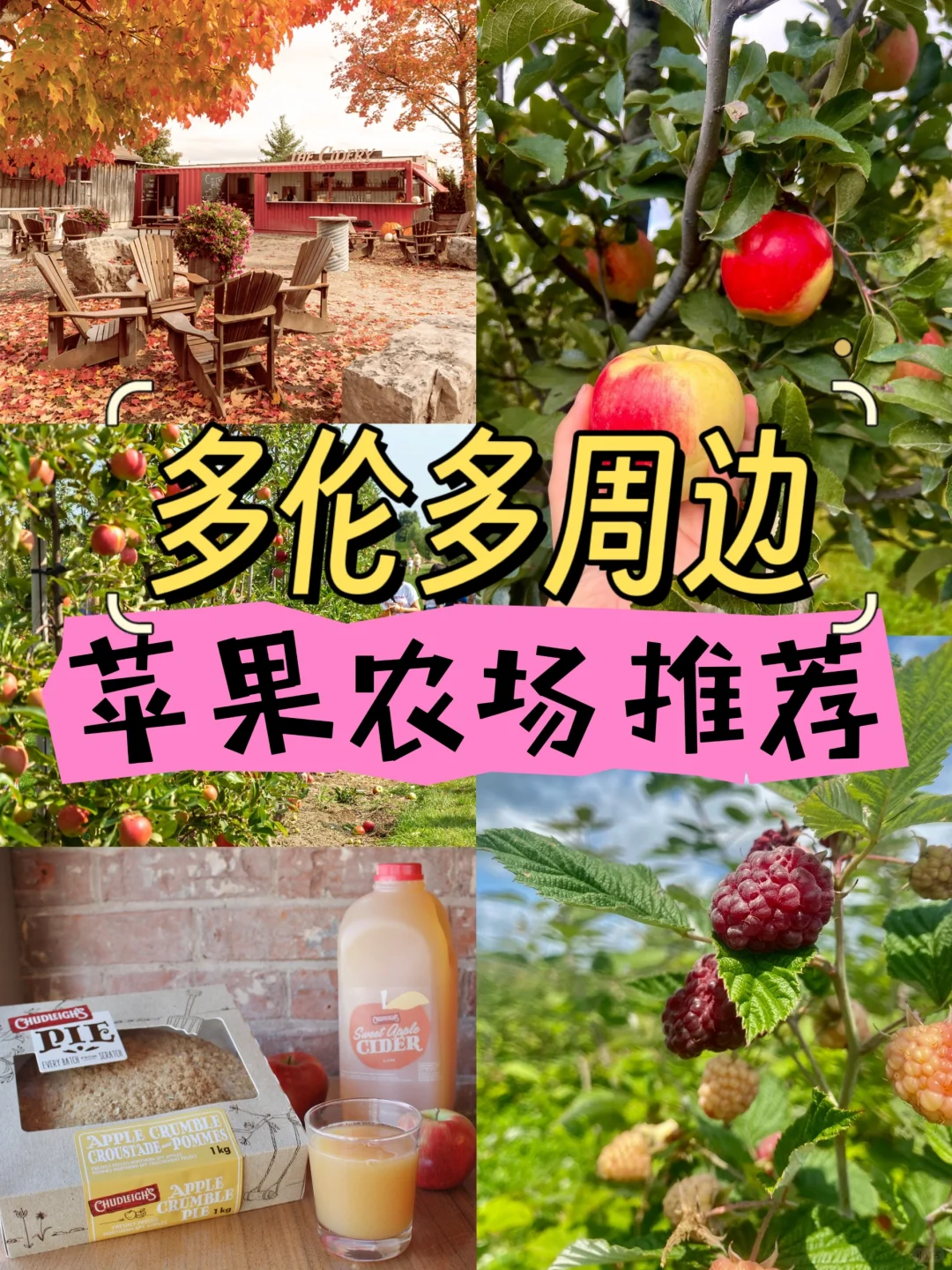 是摘苹果🍎的季节呀❗万锦附近去这家