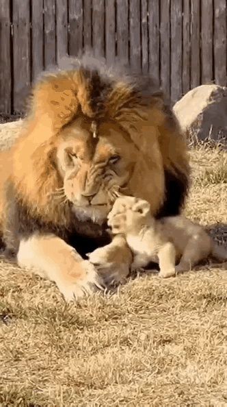 看来狮爸也是气管炎啊～