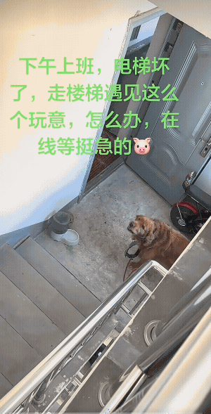 它有它领地观念，此时此刻，真的不能强过，若是急着下楼，就喊它的主人吧，咬着了不仅