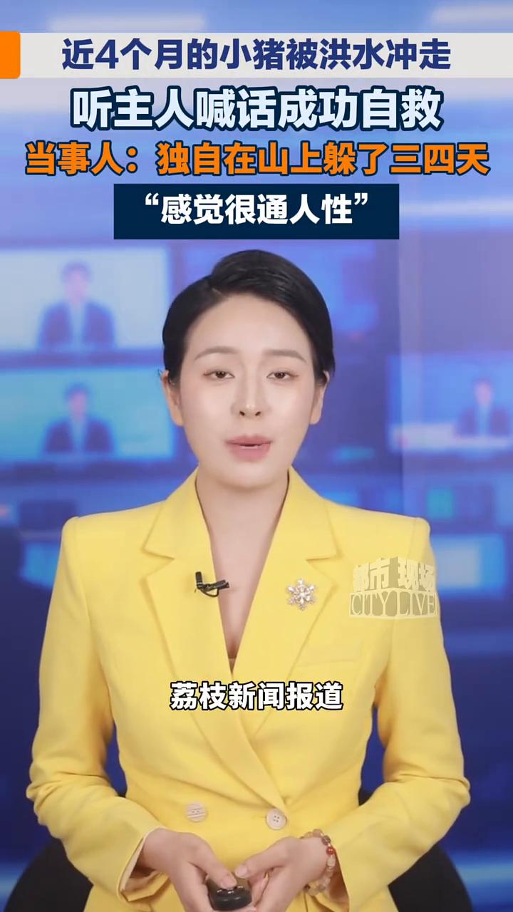 近4个月的小猪被洪水冲走，听主人喊话成功自救。当事人：独自在山上躲了三四天，