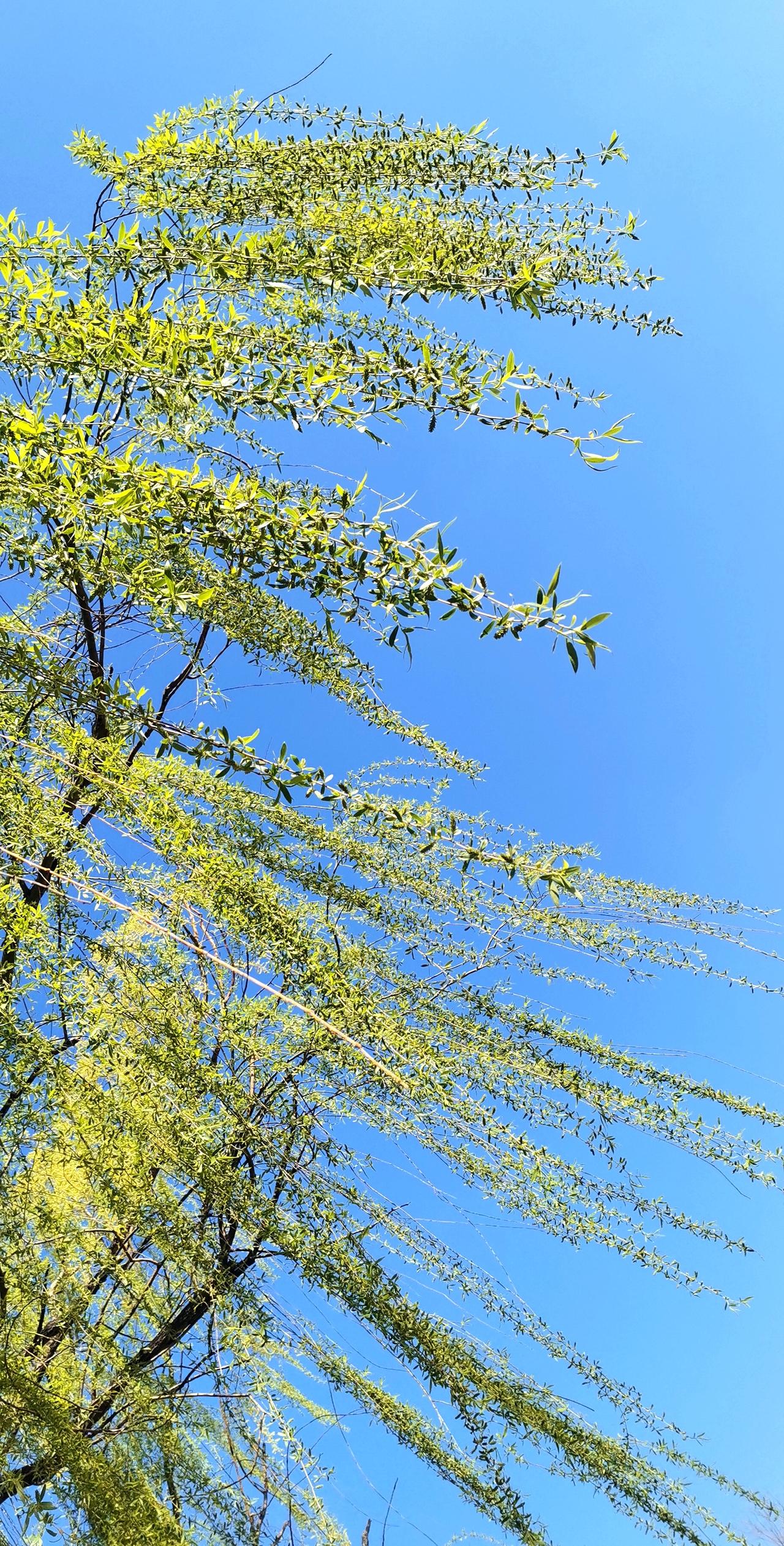 东风拂柳漫河堤，
新绿细芽长柔枝，
留春无计惜岸柳，
桃花识面人相忆。