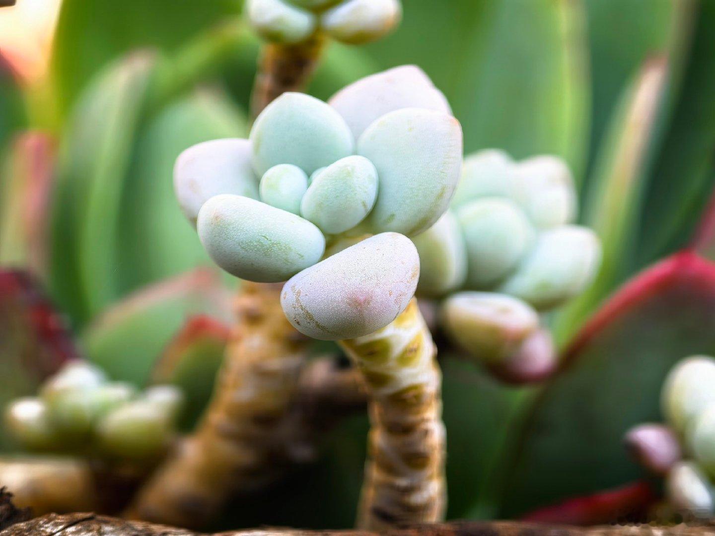 云南多肉植物的天堂 其实云南的四季都是温暖如春的，而且这里潮湿又温暖的气候，真的