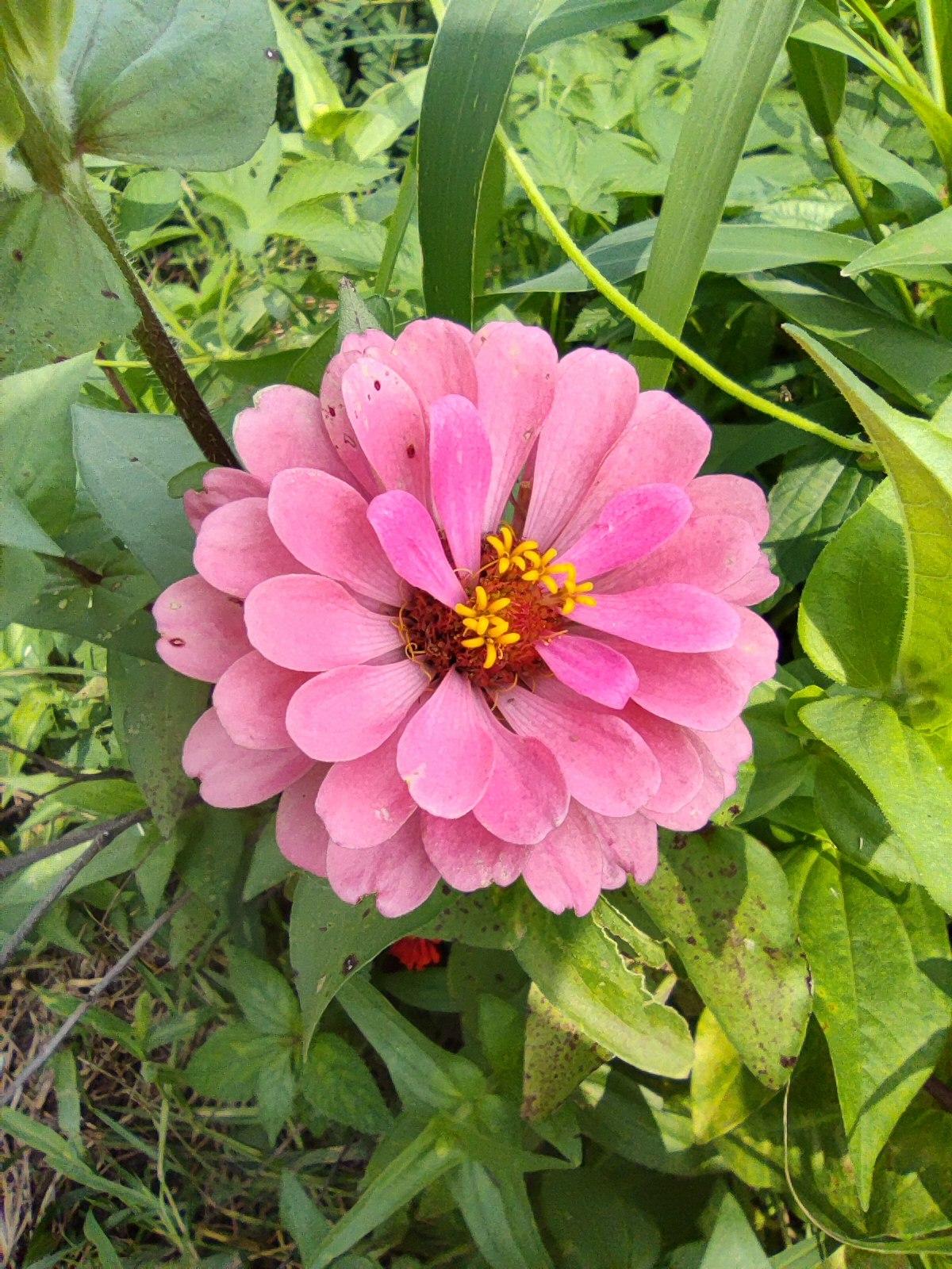 夏日小花《百日菊》，花色丰富艳丽，花期长，不需特别美护，自然开放。