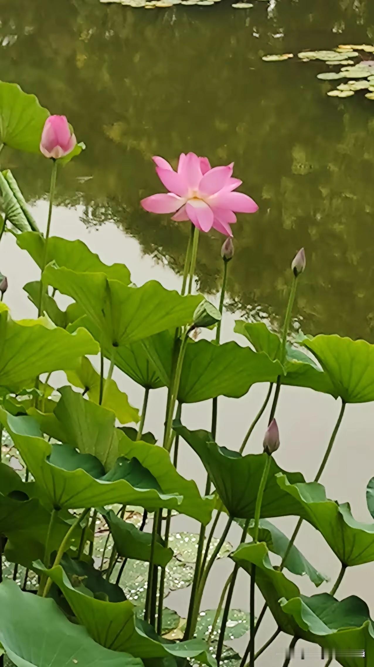 今日小暑，窗外飘着雨……

小暑，是夏天的第5个节气，小暑来临，盛夏开启，草木葱