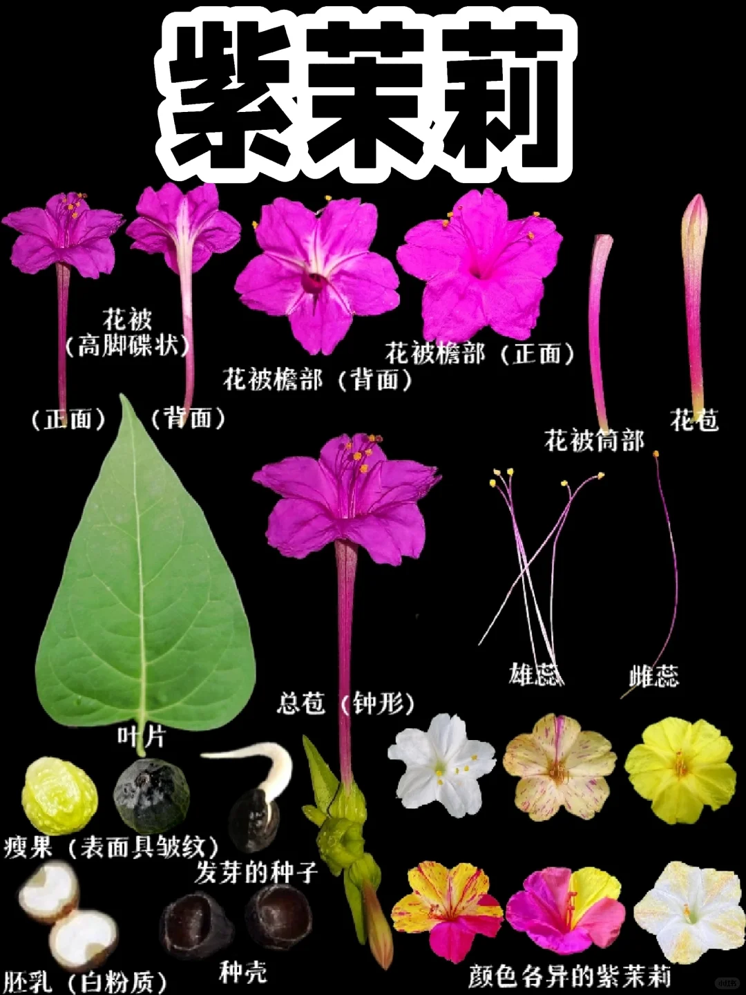 【紫茉莉】儿时常玩的花