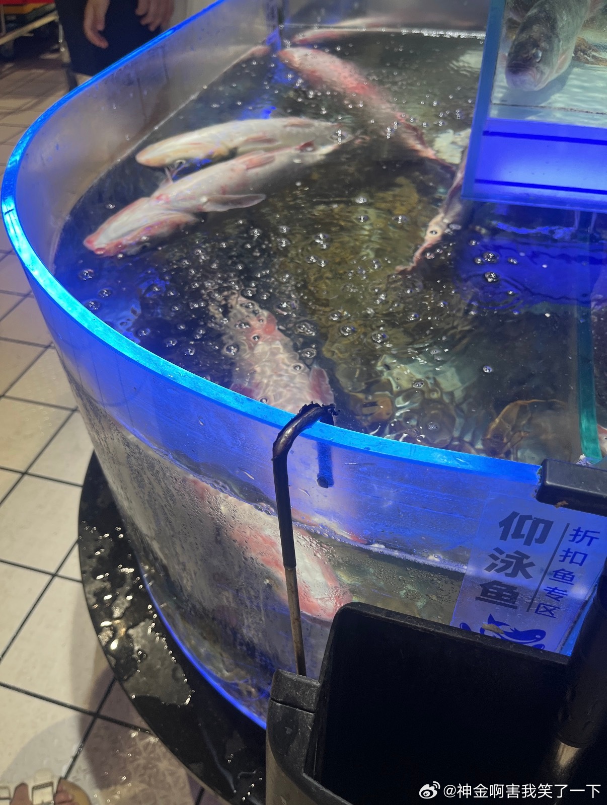 6042以前一直以为是段子 直到我在现场见到了仰泳鱼 