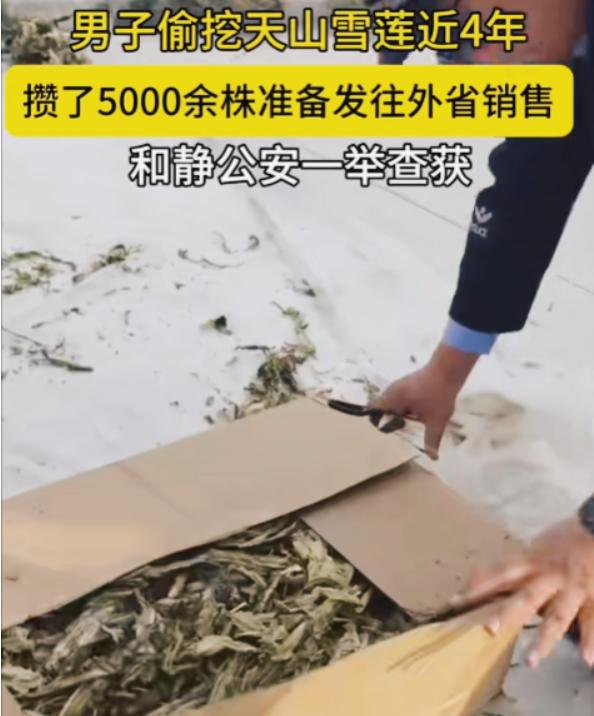 胆子真大！新疆，一男子偷挖天山雪莲快4年，共攒了5000余株，准备发往外省销售，