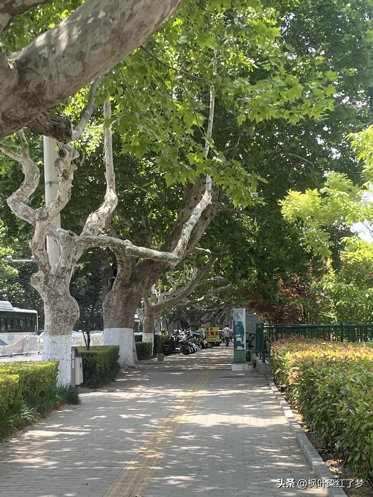 清新的空气，绿色的林荫小道，惬意。