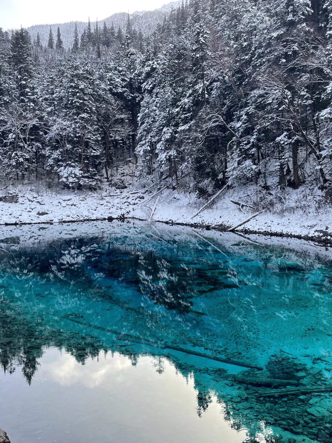 11.26九寨沟雪景live❄️劝退不了！直接上攻略