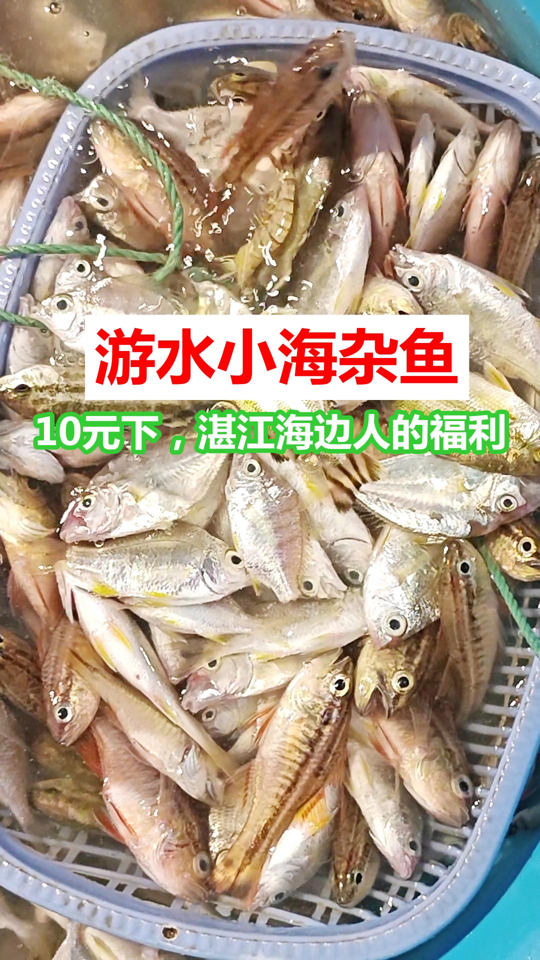 游水小海杂鱼，10元下，湛江海边人福利

湛江霞山，游水小海杂鱼，10元下有交易