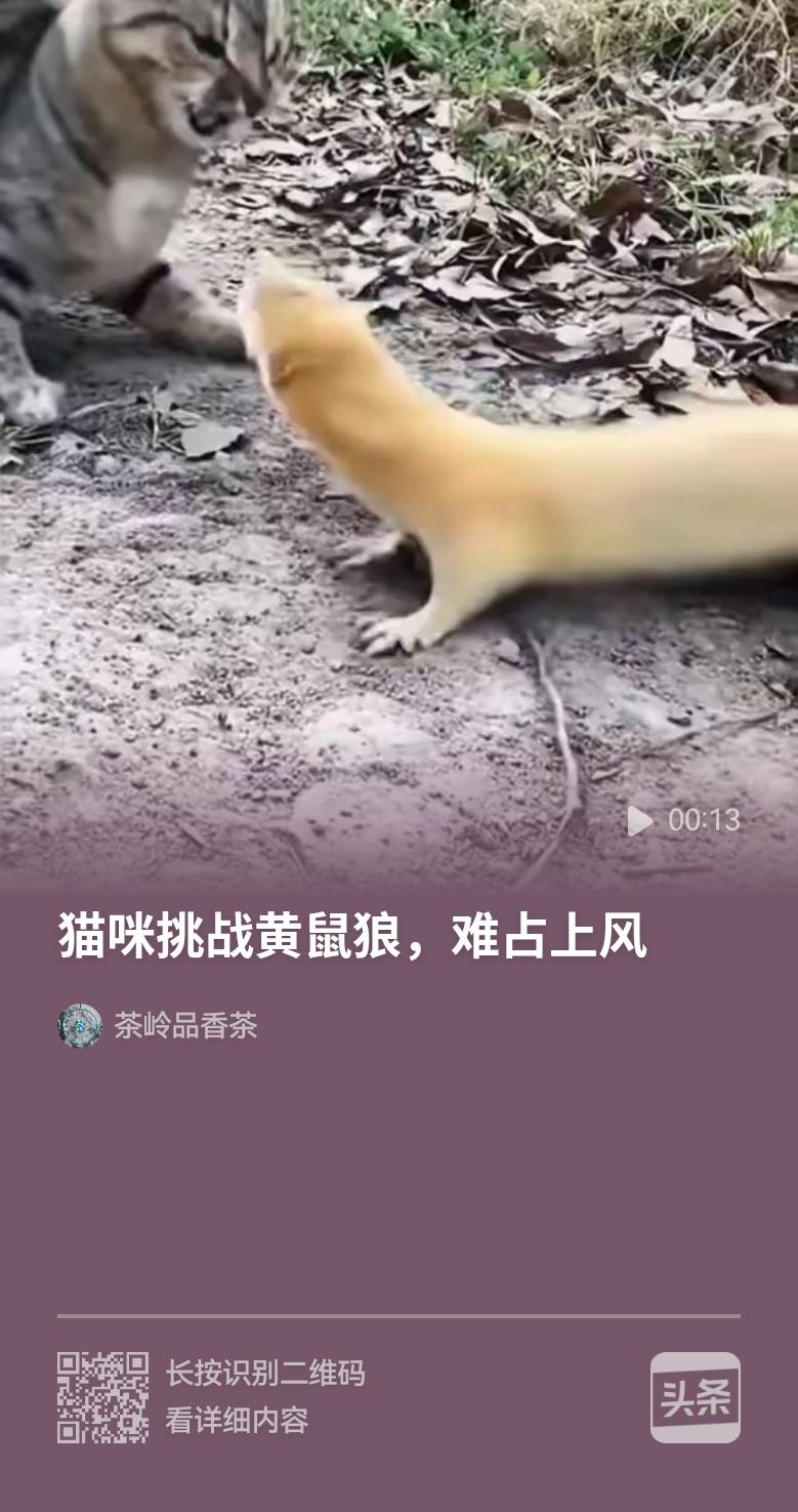 猫咪和黄鼠狼对峙，谁也不让谁。