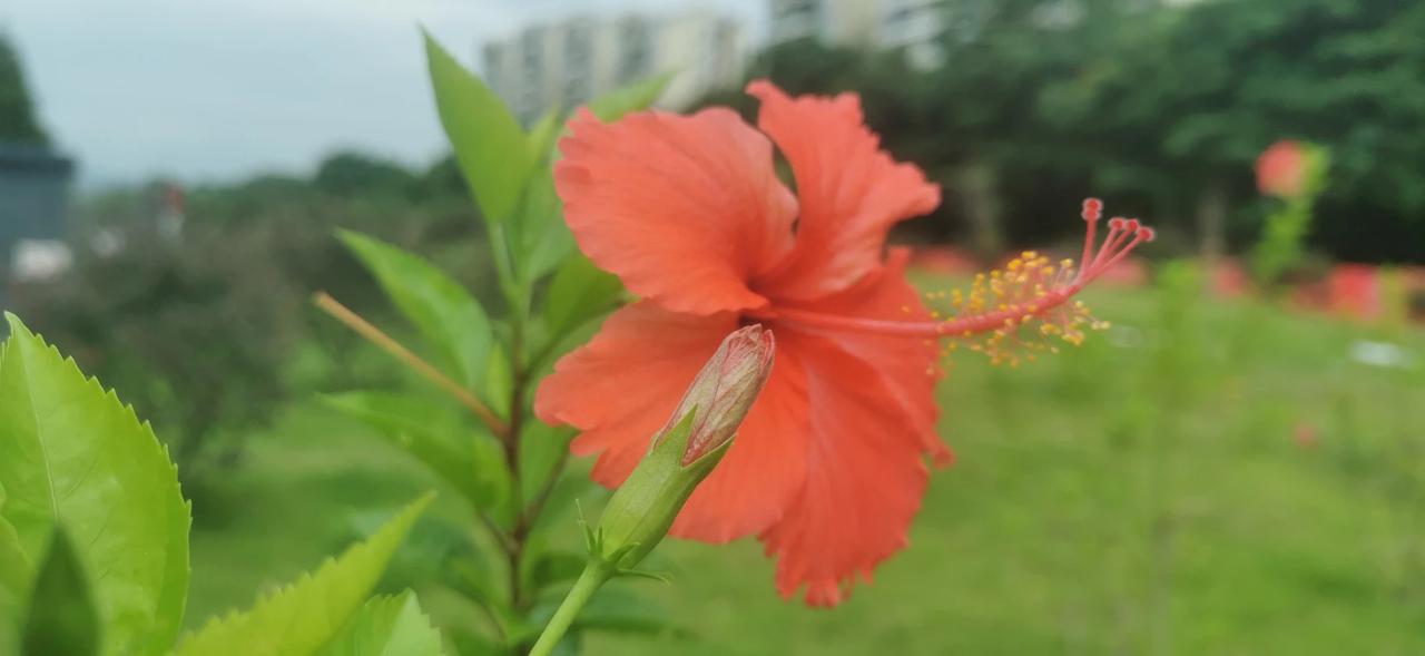 这个花开得好鲜艳啊，是什么花呢，你认识吗？