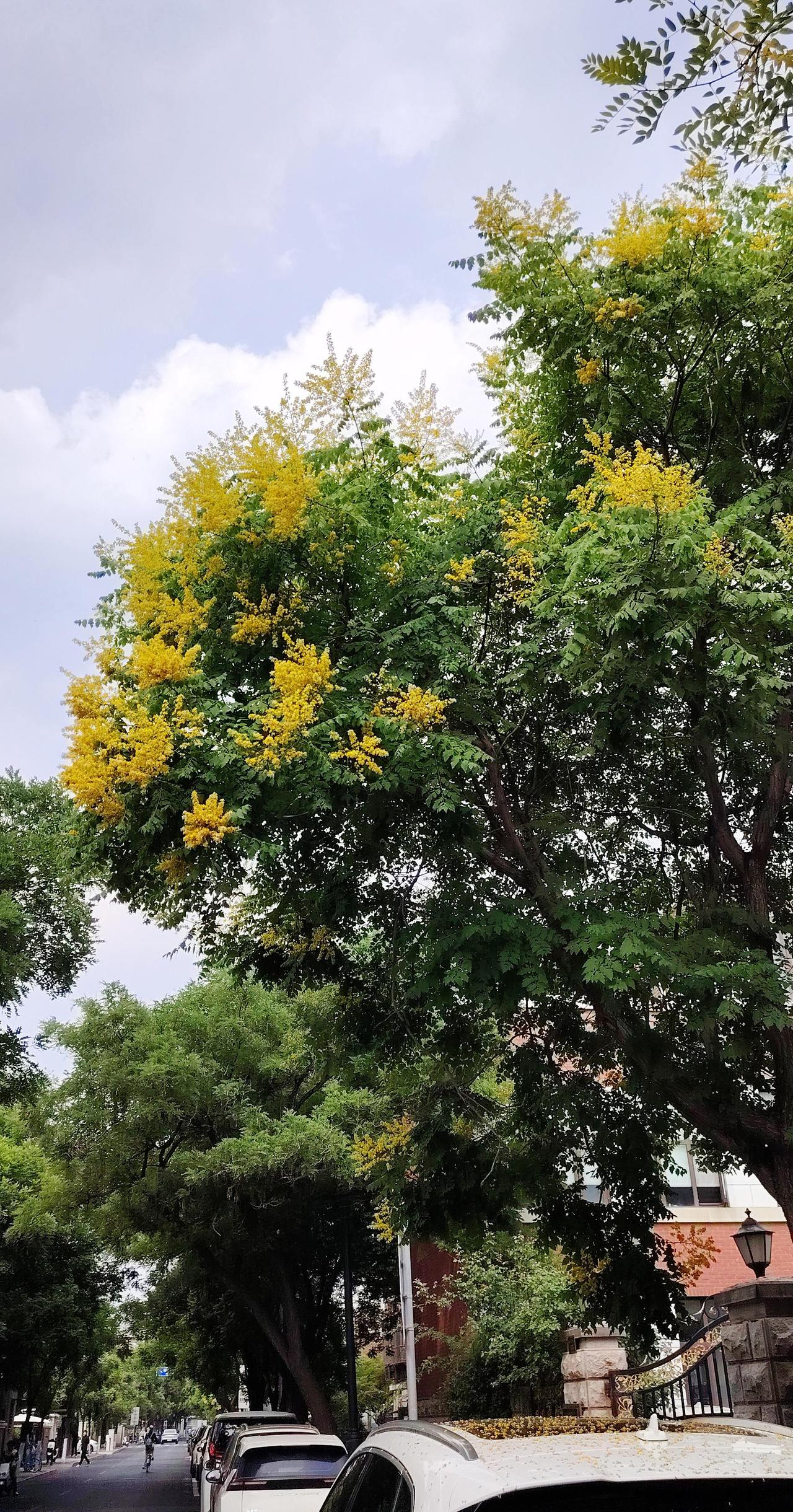 抖音玩法合伙人计划 情绪音乐玩法新风向 我拍的花花世界 鲜花盛开的街道