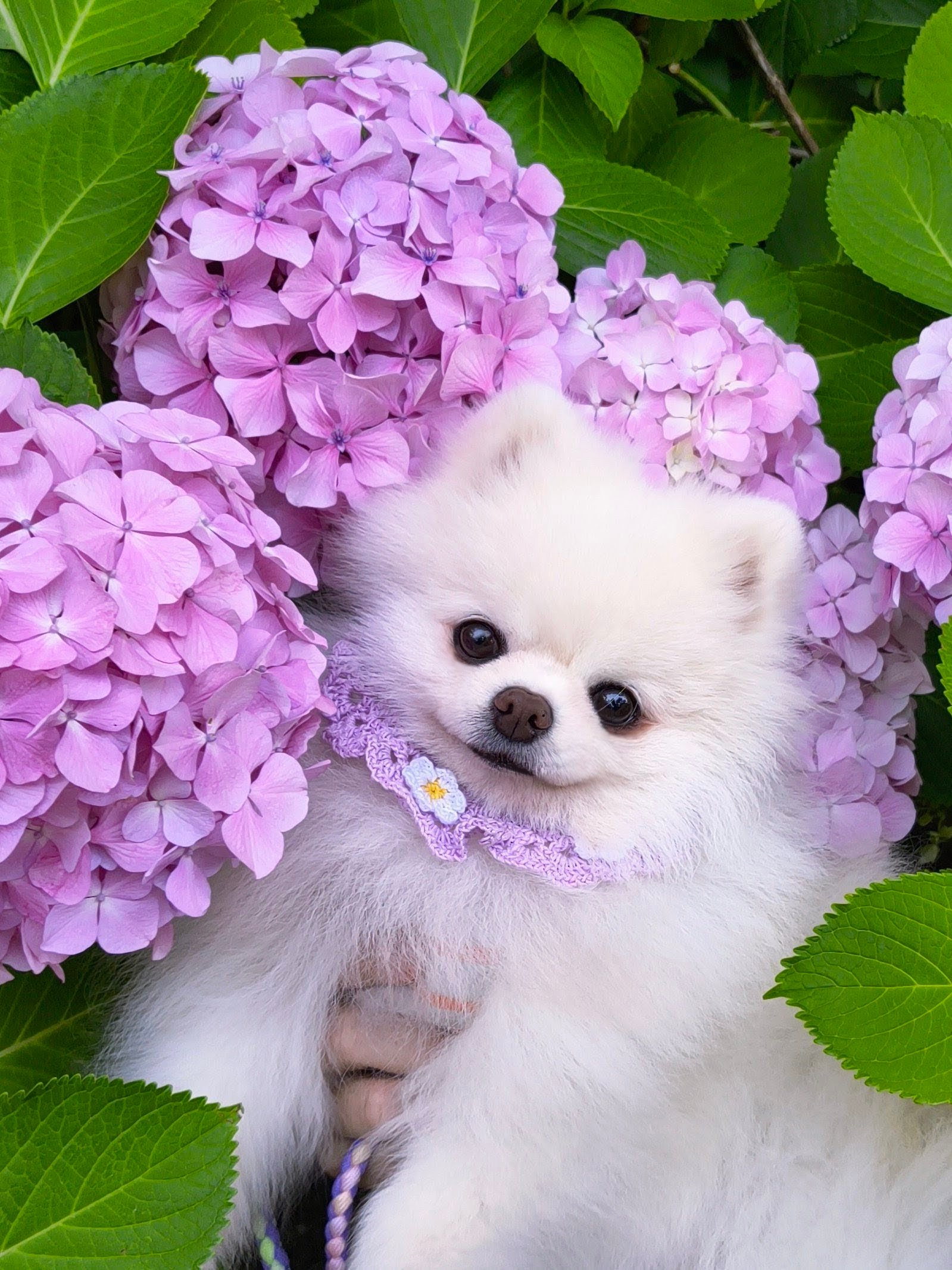 笑靥如花（图源：x.com