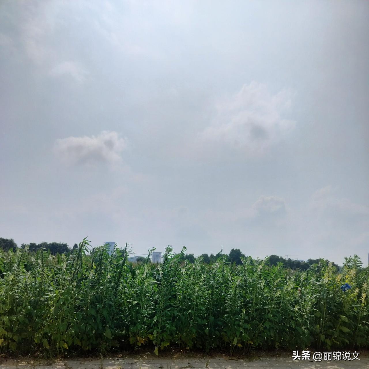 今年秋老虎太邪乎！处暑都过了还猛热，种地千万别偷懒
 

说实话，今年这天气真的