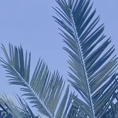 树懒每周才下树一次，只为排便。地球上所有蚂蚁的总重量几乎和全体人类相当。月球正在