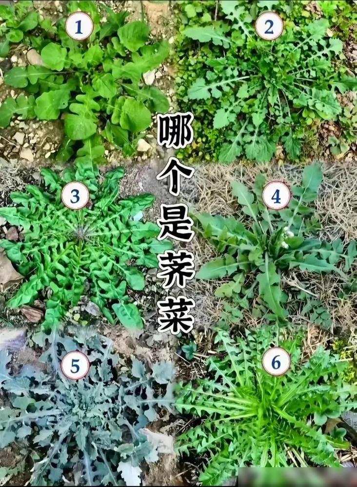 救命！原来荠菜要这样认！[流泪]春天挖野菜的快乐谁懂啊？老公点名要吃荠菜饺子，可