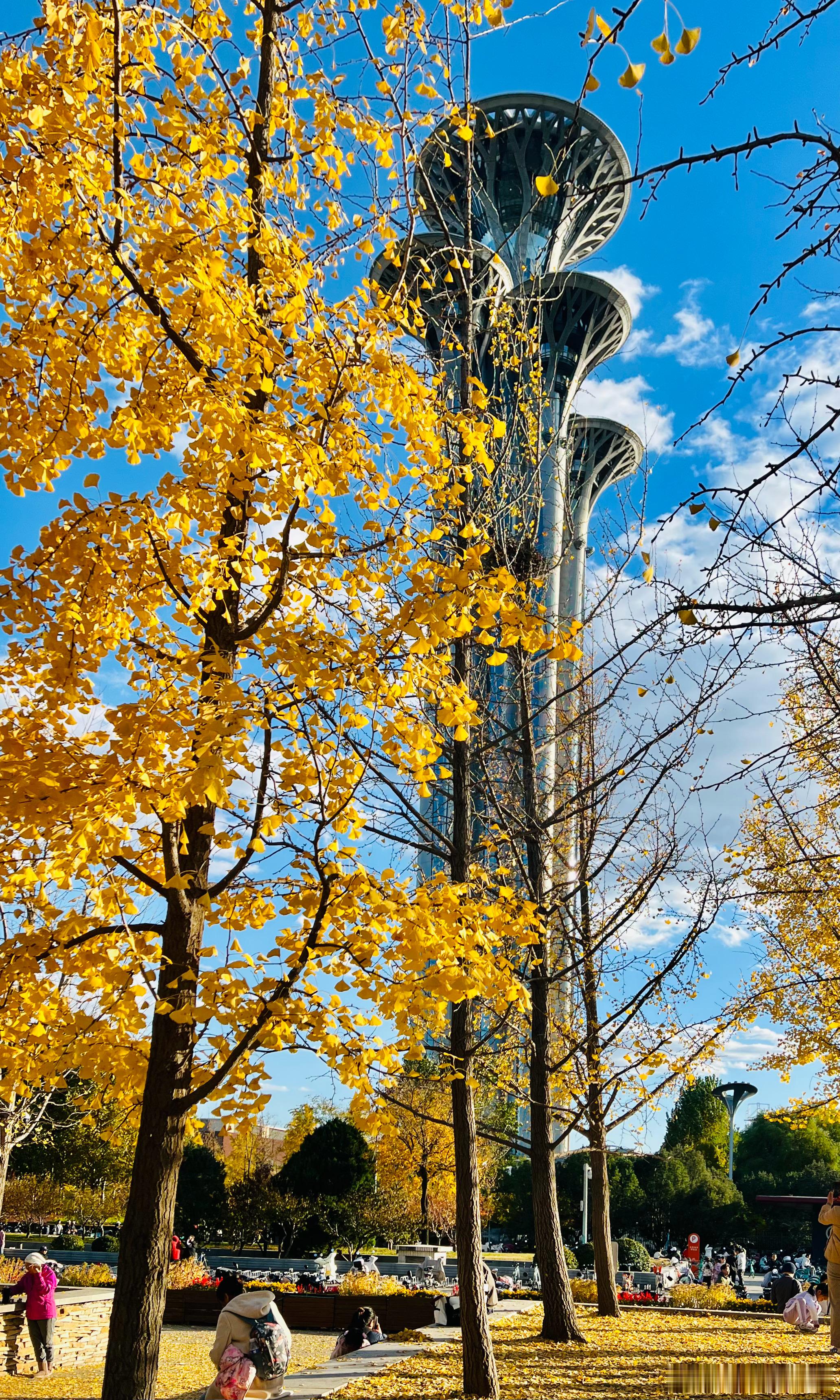 奥森南园 蓝天白云银杏黄北京你好[超话] 摄影​​​