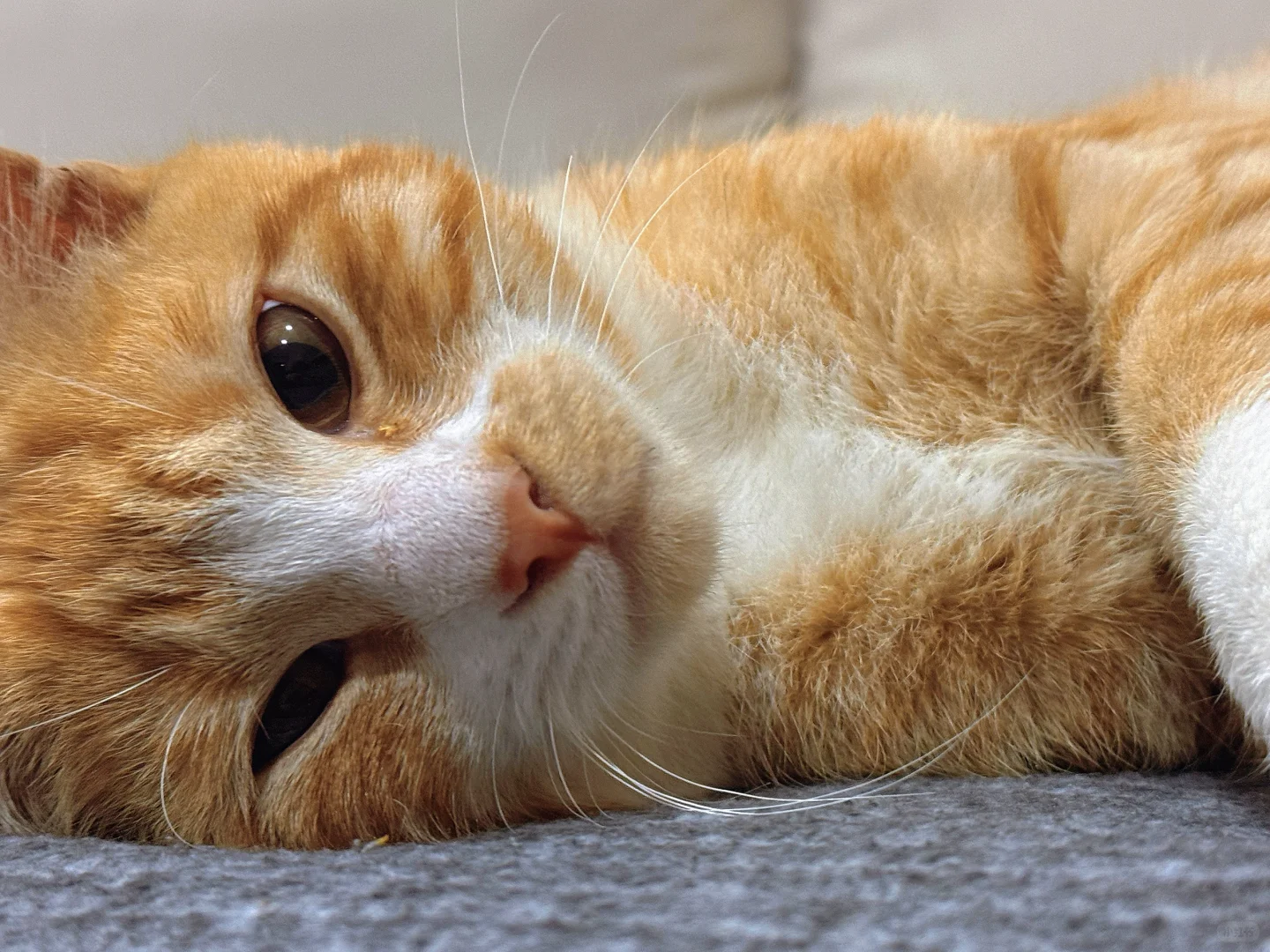 小猫怼脸拍
