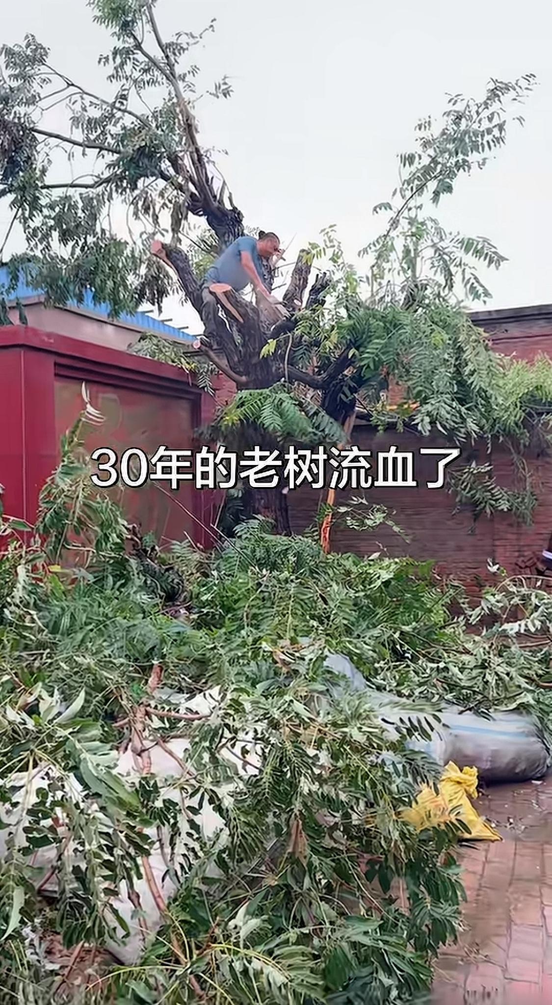 它虽然不能成精但树也是有灵气的，山东有一处村口长着一棵老槐树，枝繁叶茂，村子整体