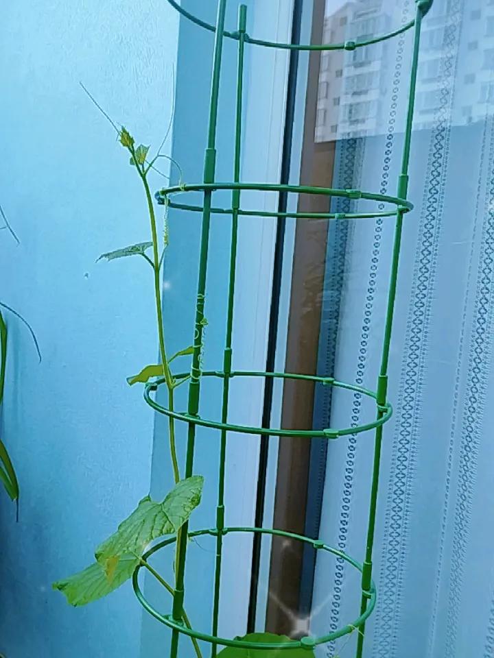 阳台花草近况'这葫芦秧，长势良好，好像一晚上的时间就已经爬到了四楼，太厉害了。