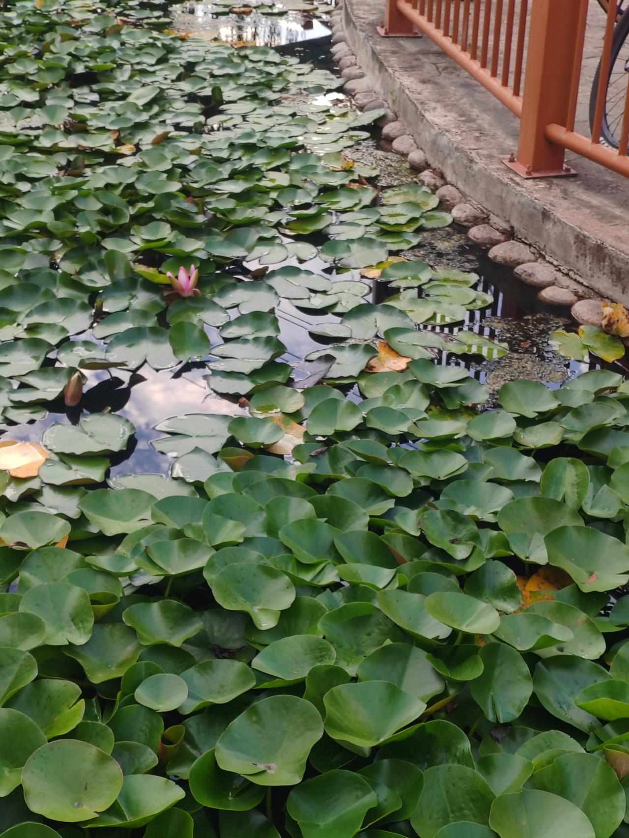 什么叫恶客上门，特朗普绝对是！
国与国之间互访，应该是做足礼义，可他从不按套路出