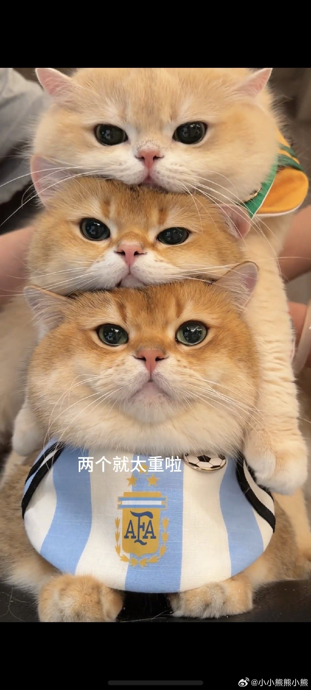 猫咪也有自己的世界杯主队姆巴佩拥抱哈兰德 义乌宠物球队球衣订单爆满，铲屎官纷纷打
