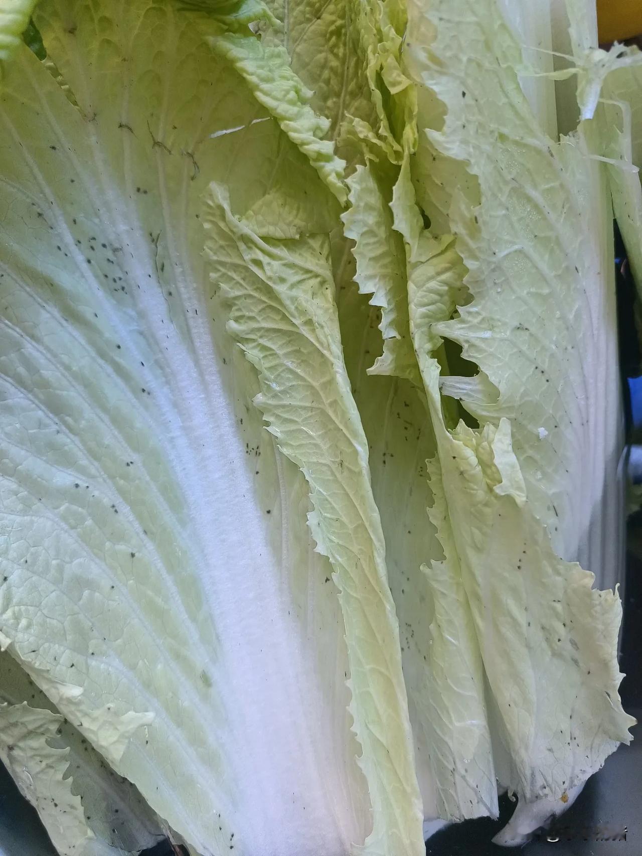 买一块白菜，全是带点……