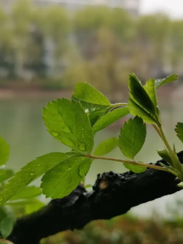 AI妙生图春天里的一场小雨。