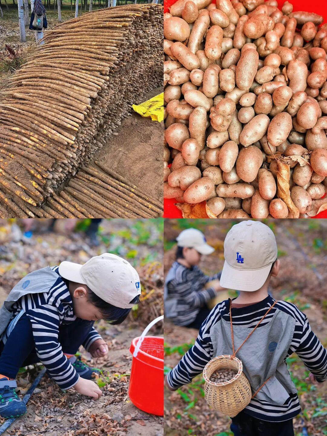 10.29满地的🆓山药🥔根本捡不完啊‼️附地图
