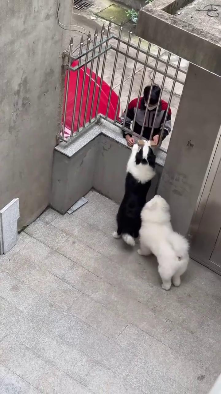 快递小哥，你的包裹已被狗签收。