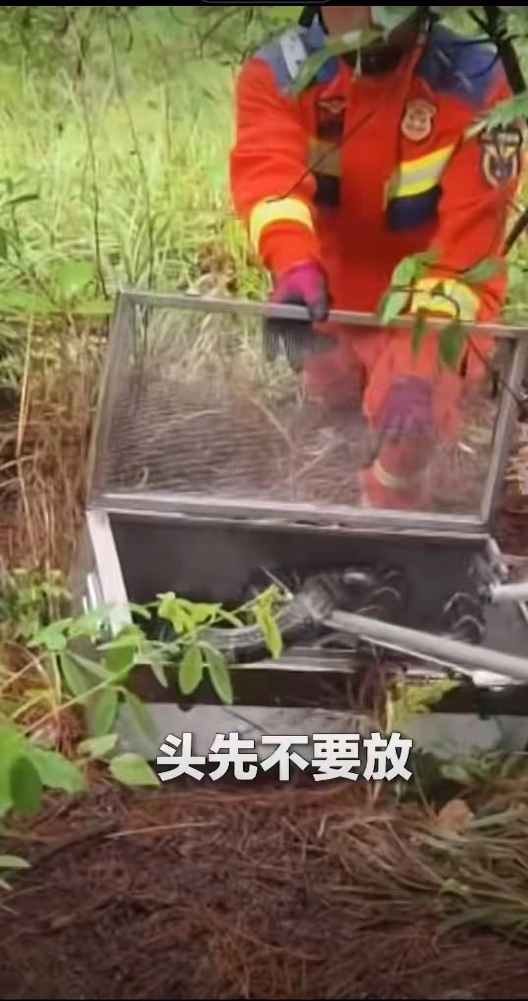 太吓人了！云南临沧，一村民在自家茶园劳作时，发现茶地落叶堆里盘踞一条眼镜王蛇，巢
