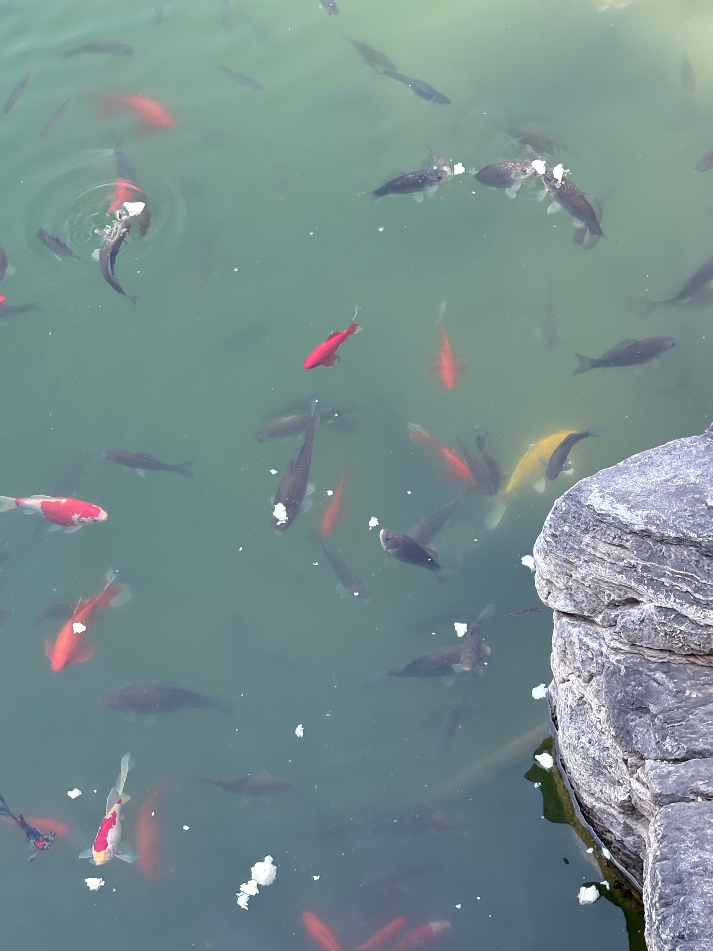 大家见鱼发财发财宅女