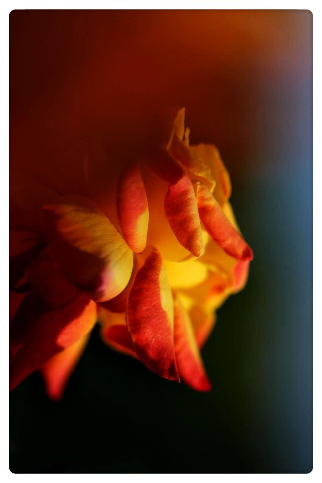 月季花，蔡司镜头拍照
