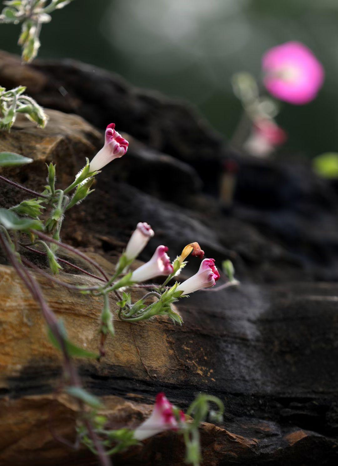 小区内的假山喷池里，石头长期被水淋长满了苔藓，显得古老久远，随意长出来的几株大概