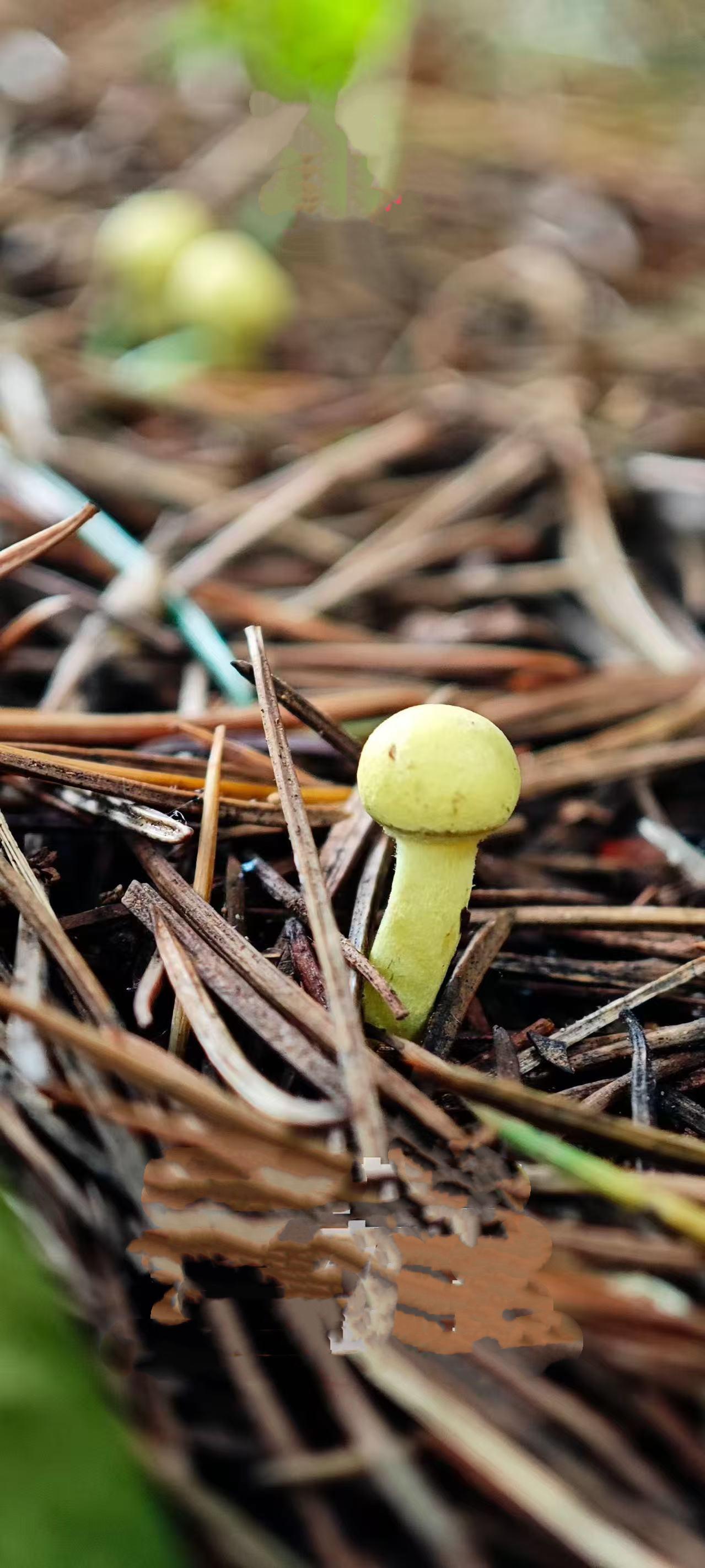 （手机原创）
只有菇菇
木有锅儿