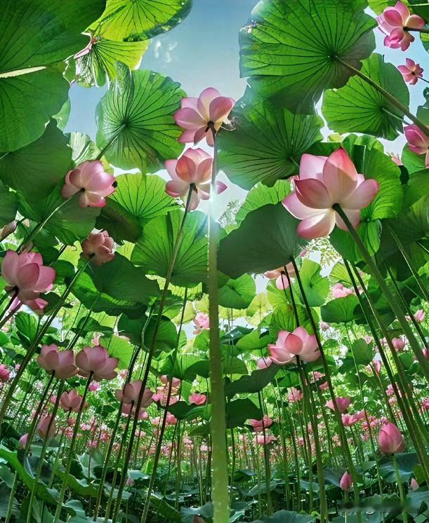 社会学家：最高级的活法，不在乎旁人眼光，自己开心就好，该怎么潇洒就怎么潇洒，想怎