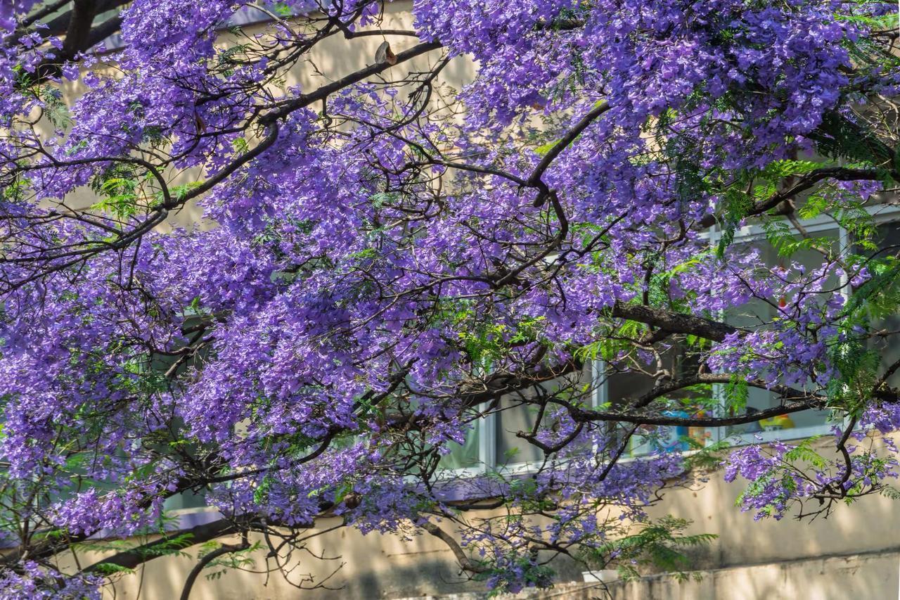 昆明教场中路蓝花楹。昆明教场中路蓝花楹