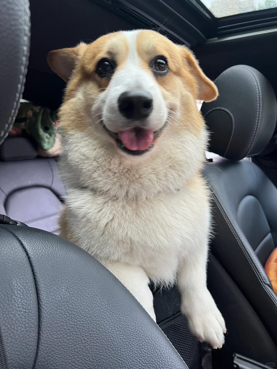 没立耳的柯基真的好可爱啊