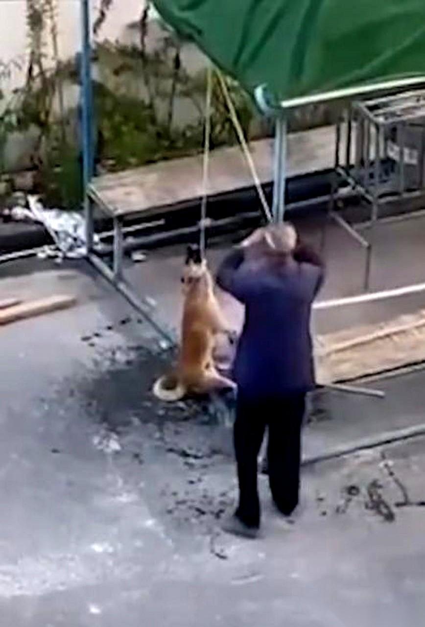 猪肉骗进来，绳子勒脖子，棍子都举起来了。
一条命，就挂在那儿，悬着。
这时候一个