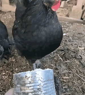 活久见，
原来公鸡是这么进食的。